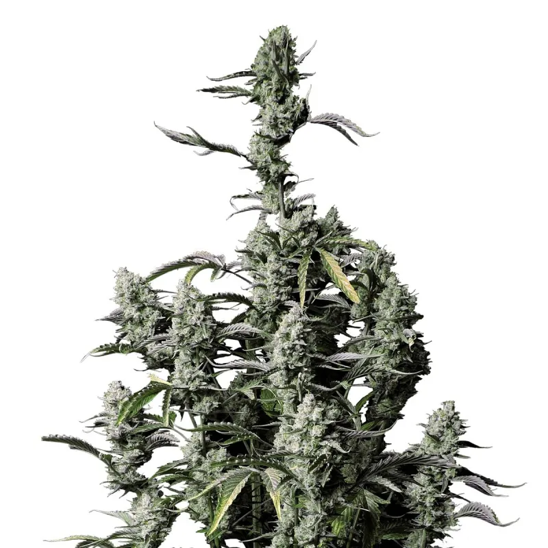 Gorilla Zkittlez Auto