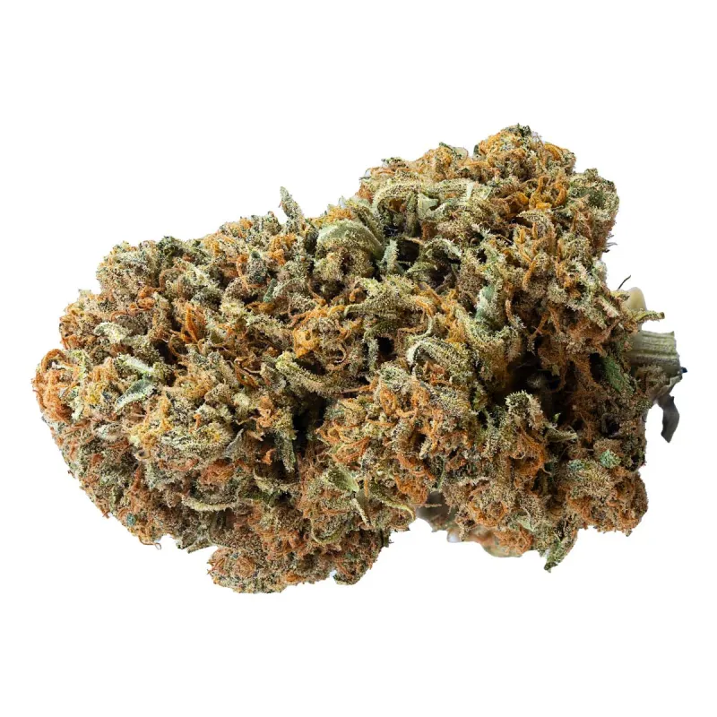 Papaya Zoap F1 (Fast Version)