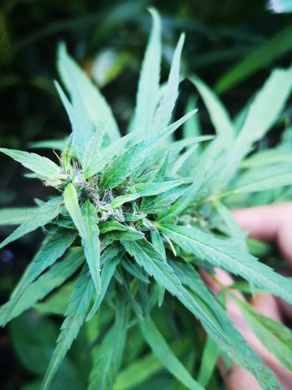 Philippines Landrace