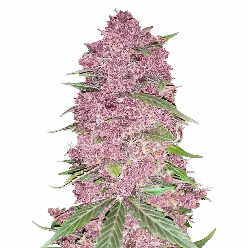 Purple Lemonade Auto