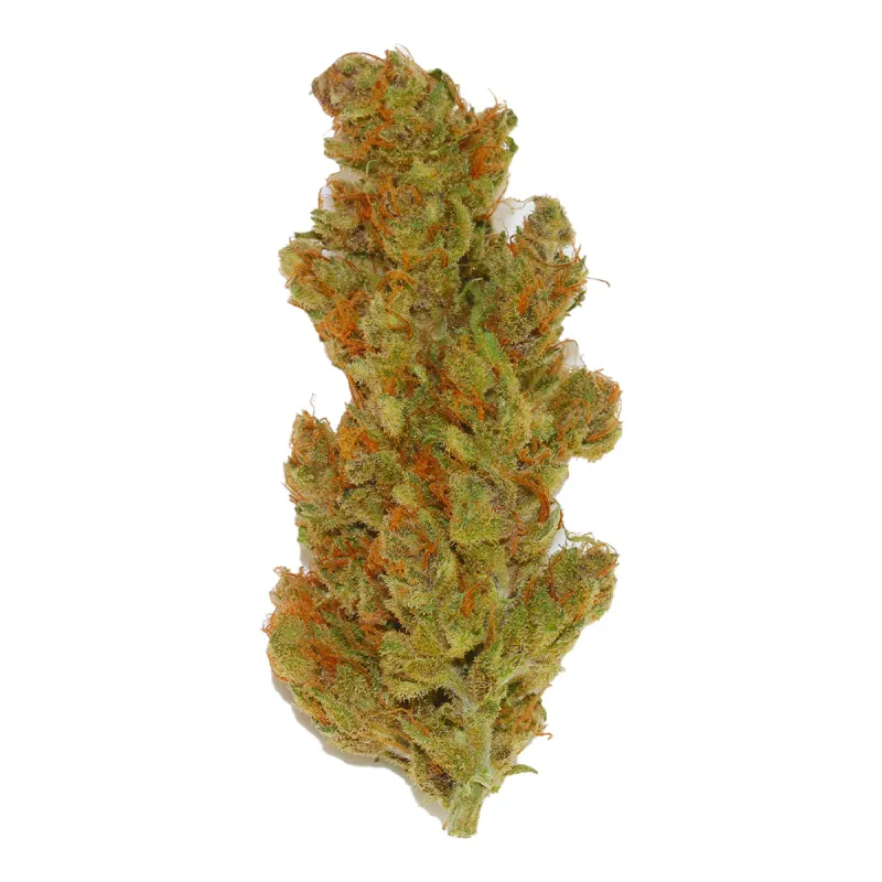 Purple Punch OG XL Auto