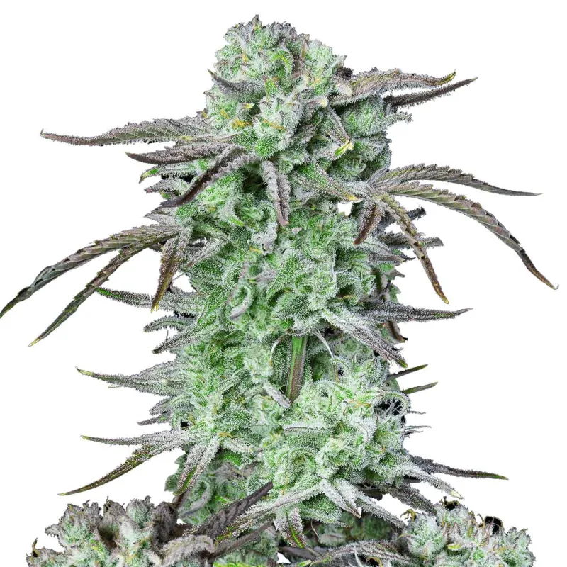 Strawberry Banana Auto