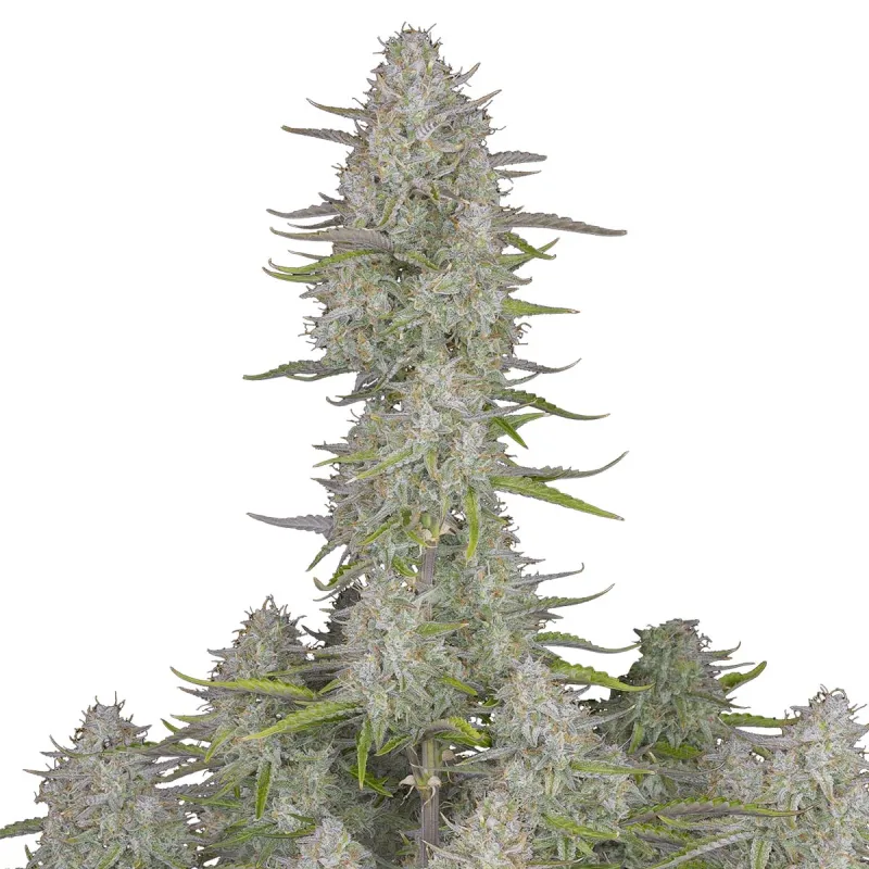 Wedding Cheesecake Auto